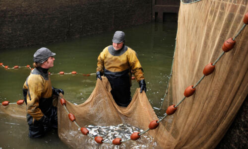 Seine Nets. Hand made netting.