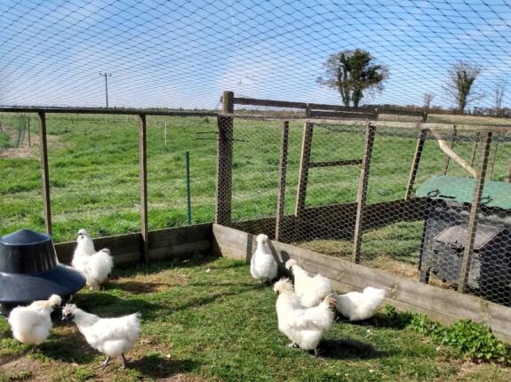 bird flu in the UK 2021