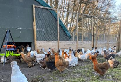 chickens surrounding a cleanfo nipple drinker