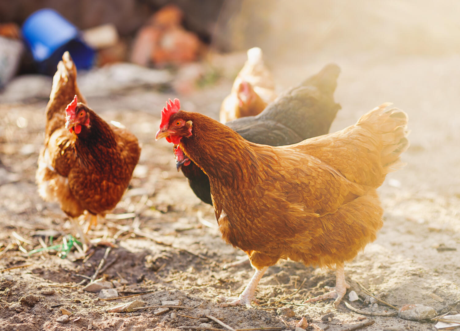 Chick Rearing Neting Netting for Game Rearing, Poultry, Fisheries & Golf | Collins Nets