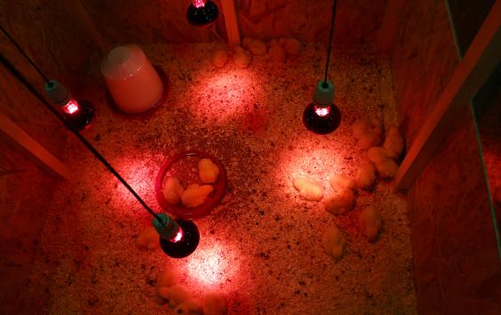Poultry Incubation & Heating