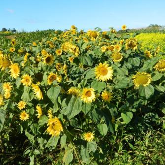 Sow cover crops - Sunflowers