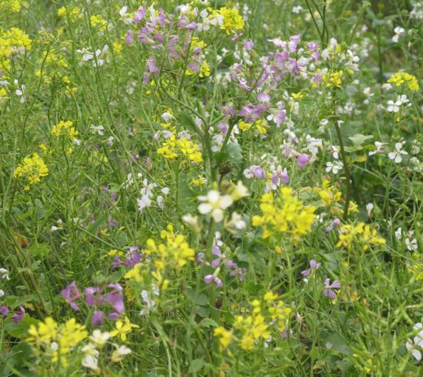 cover crops for game bird cover