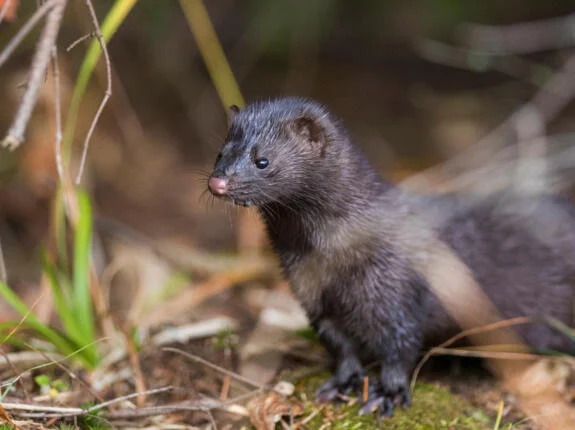 Controlling American Mink