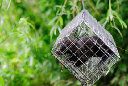 Trapped American mink