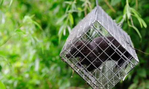 Live Catch Vermin Traps