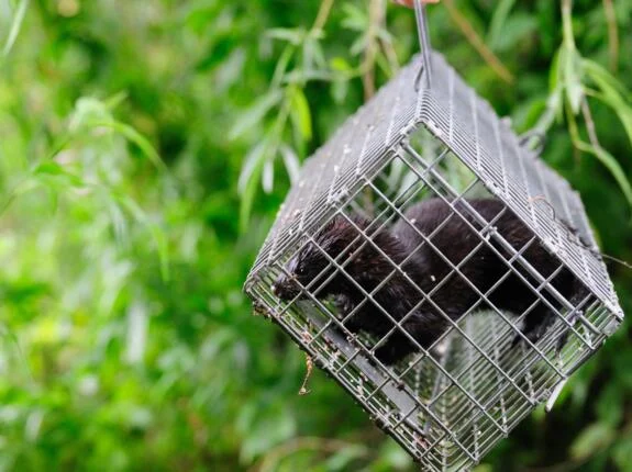 Trapped American mink