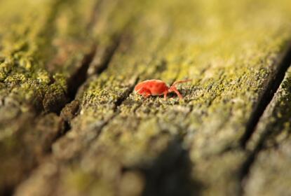 How to kill red mites