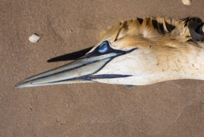 overwintering game birds and avian influenza protection