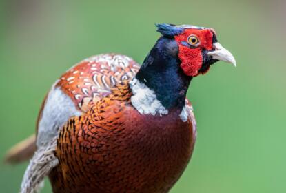 Pheasant game bird. Game Rearing Essentials