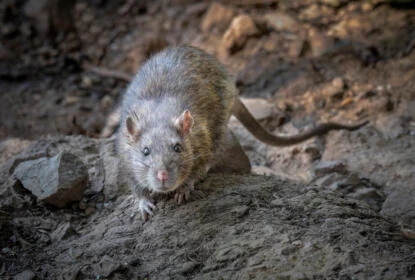 rat rodenticide