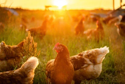 Essential poultry supplies