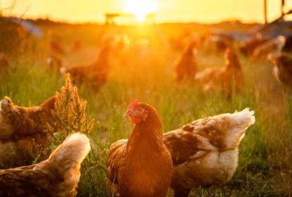 Essential poultry supplies