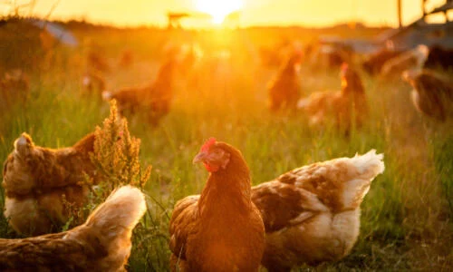 Poultry Keeping Essentials