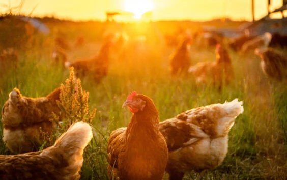 Essential poultry supplies
