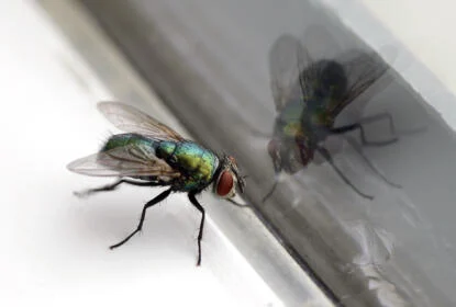 Reducing the risk of Insect infestations