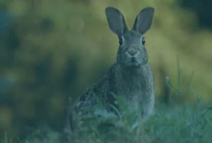 rabbit trap collins nets