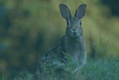 rabbit trap collins nets