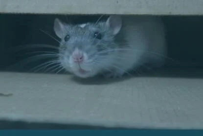 rat poison