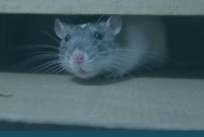 rat poison