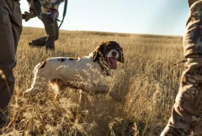 whistle training working dogs for hunting