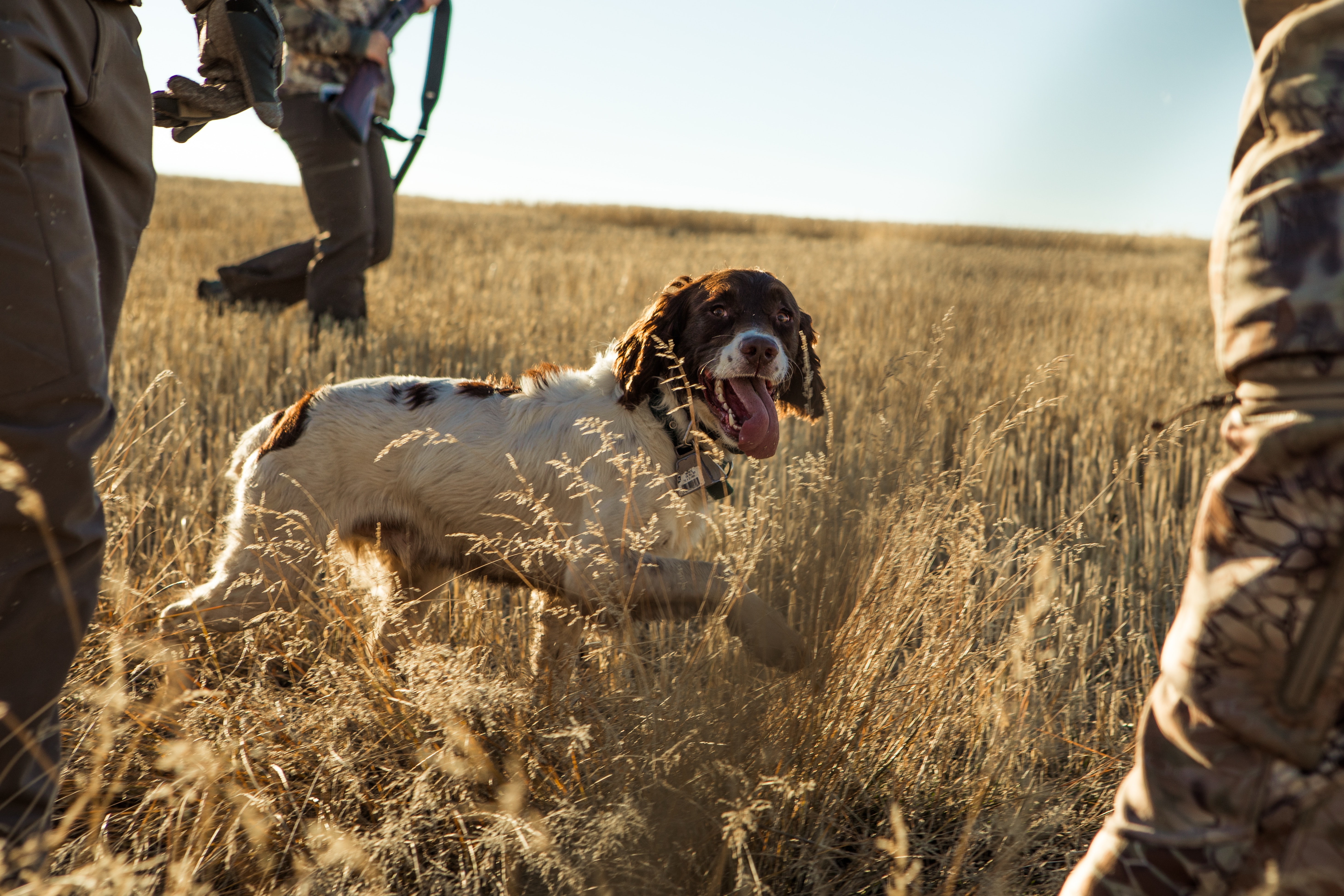 whistle training working dogs for hunting