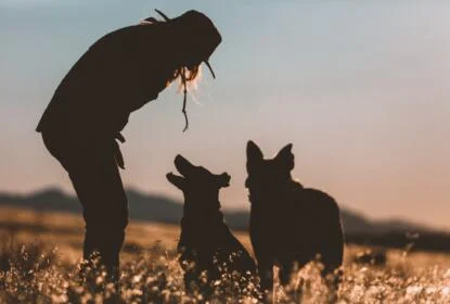 whist training dogs