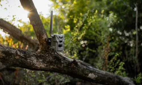 Trail Cameras