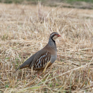 partridge on the ground