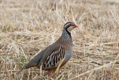 partridge on the ground