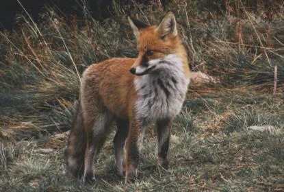 how to set up fox trap instructional guide