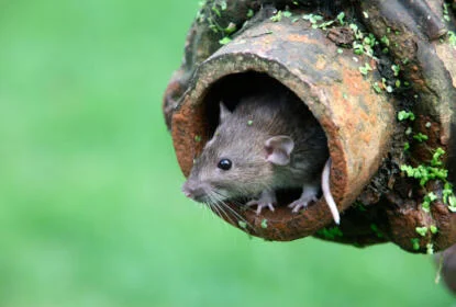 Brown rat