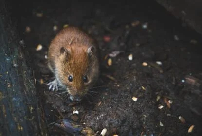 How to set up plastic mouse trap