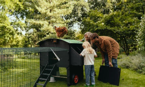 Nestera Chicken Coops