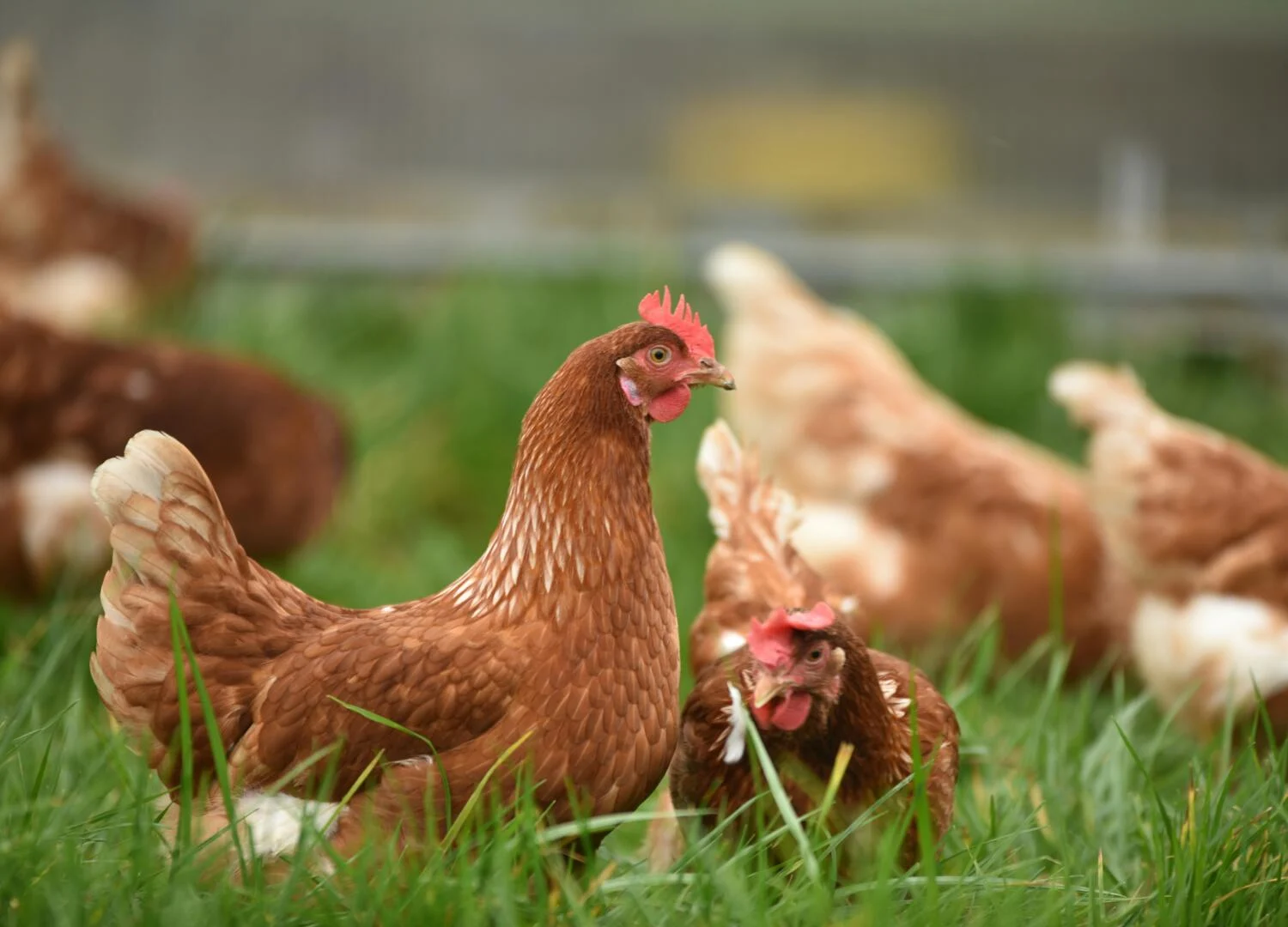 poultry in field