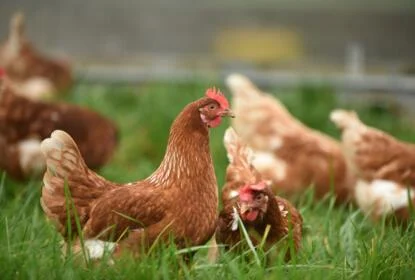 poultry in field