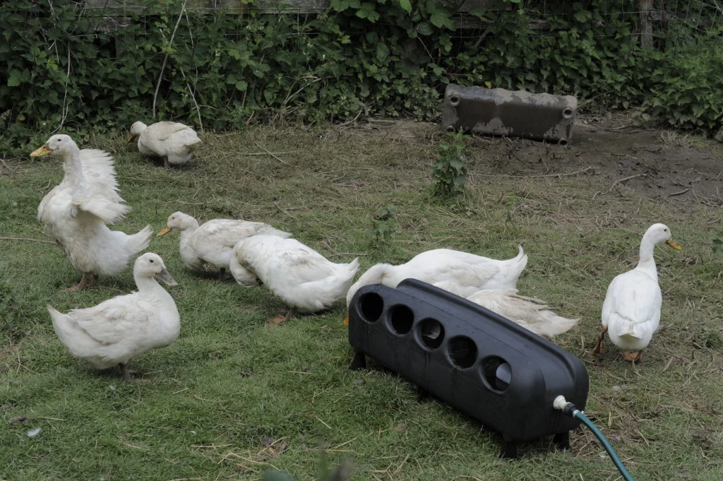 Spare parts for Automatic Duck Drinker
