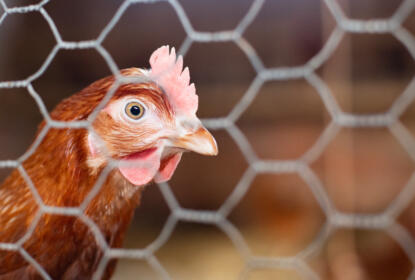 netting for chickens