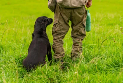 Choosing the Best Working Dog Accessories: Must-Haves for This Season