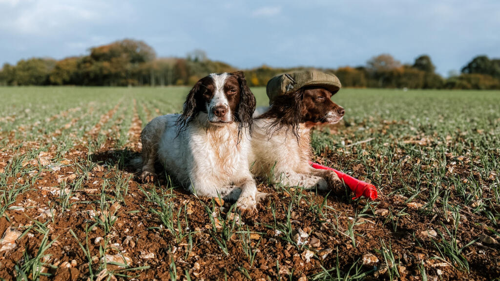 Choosing the Best Working Dog Accessories