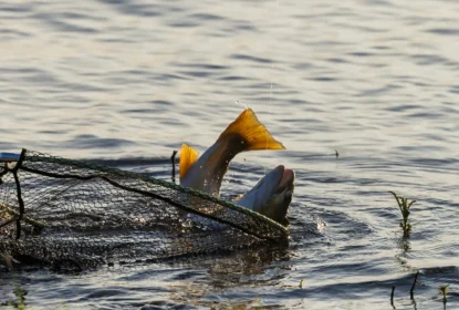 Brown Trout in Net