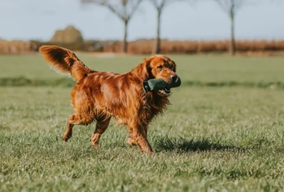 Golden Retriever Carrying Training Dummy